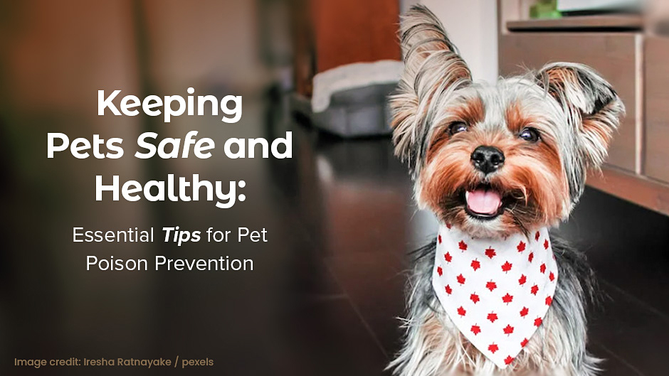Essential Tips for Pet Poison Prevention
