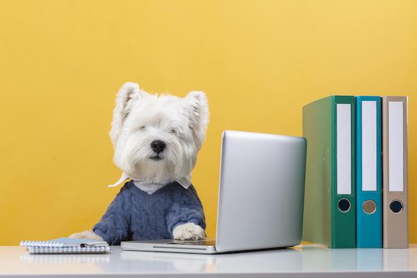dog at desk